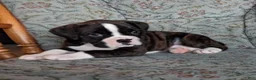 Boxer dogs for sale: Lucy - Ad 2