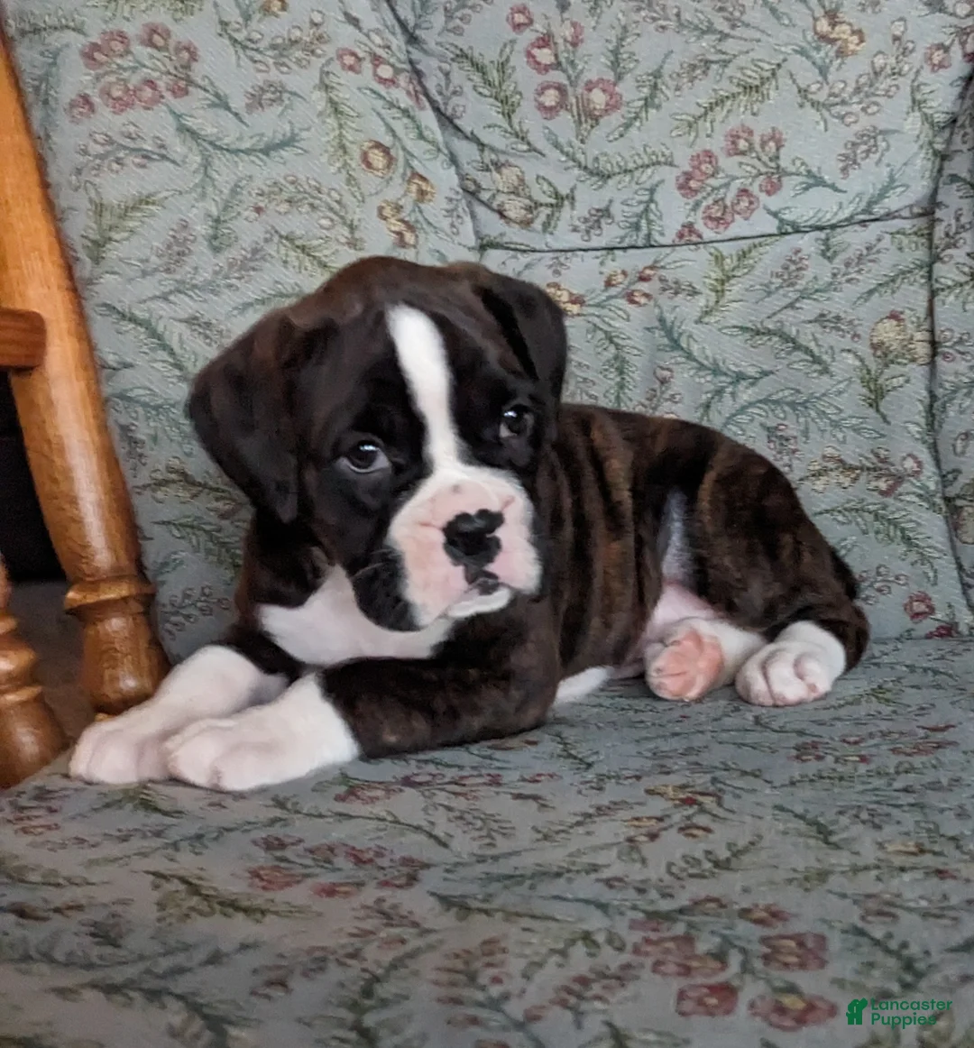 Boxer dogs for sale: Lucy - Ad 2