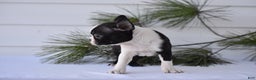 Boston Terrier dogs for sale: Rocket - Ad 6
