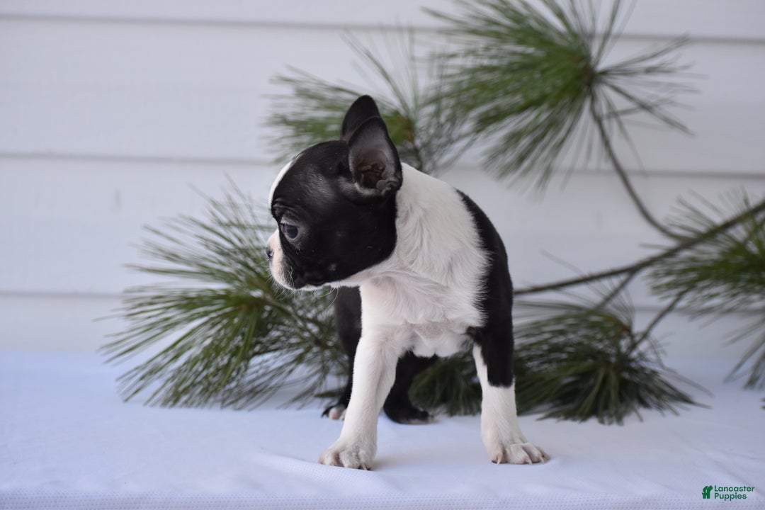 Boston Terrier dogs for sale: Rocket - Ad 6