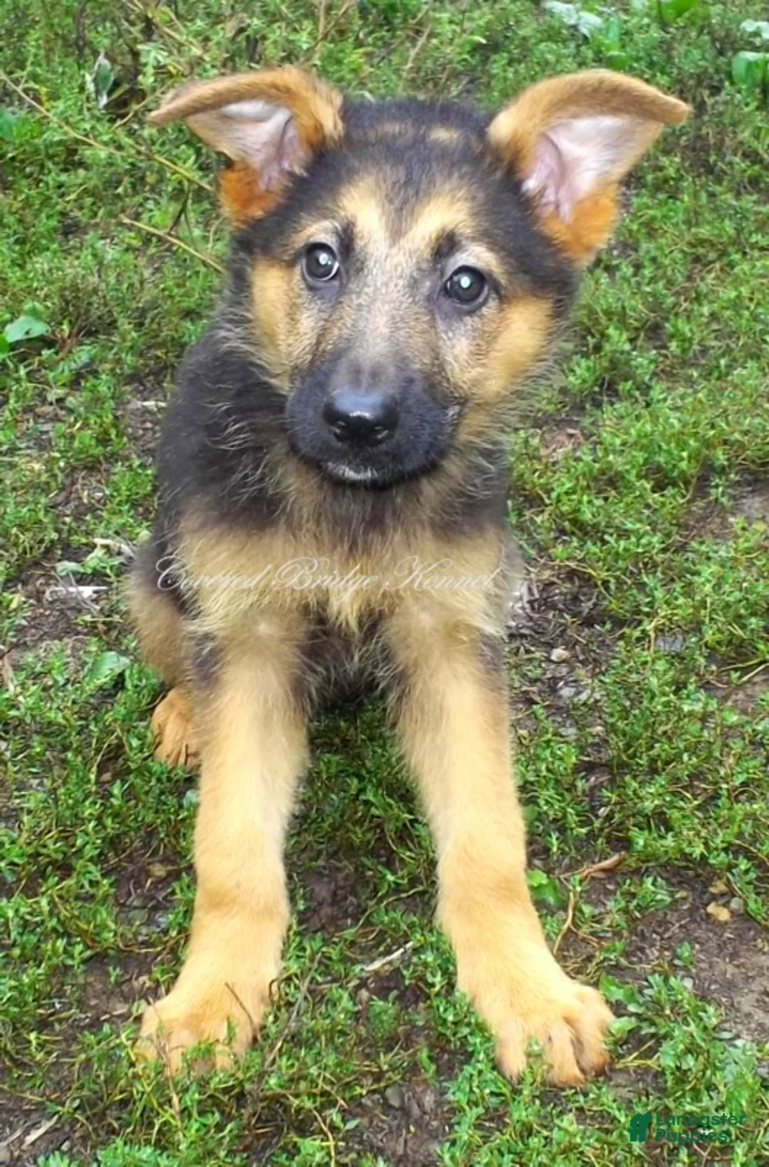 German Shepherd dogs for sale: Rusty - Ad 2