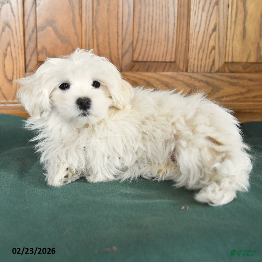 Maltese dogs Buddy - Ad 2