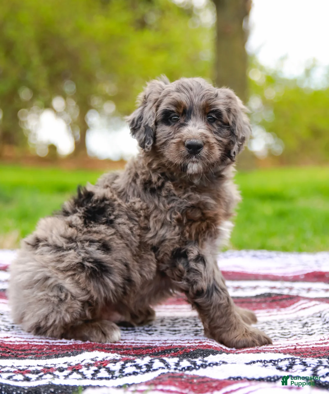 Aussiedoodle dogs for sale: Jax Standard - Ad 1