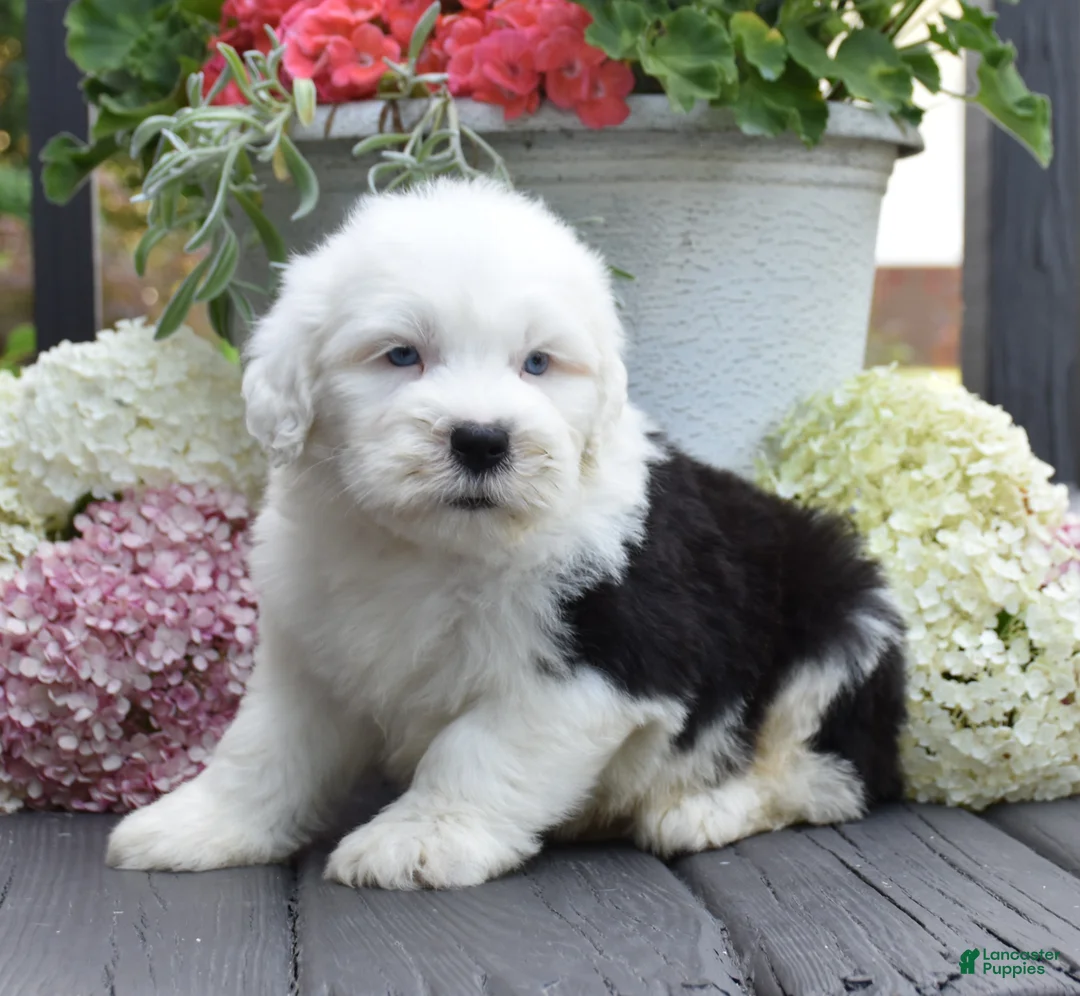 Old English Sheepdog dogs for sale: Kal - 2 Blue eye - Ad 1