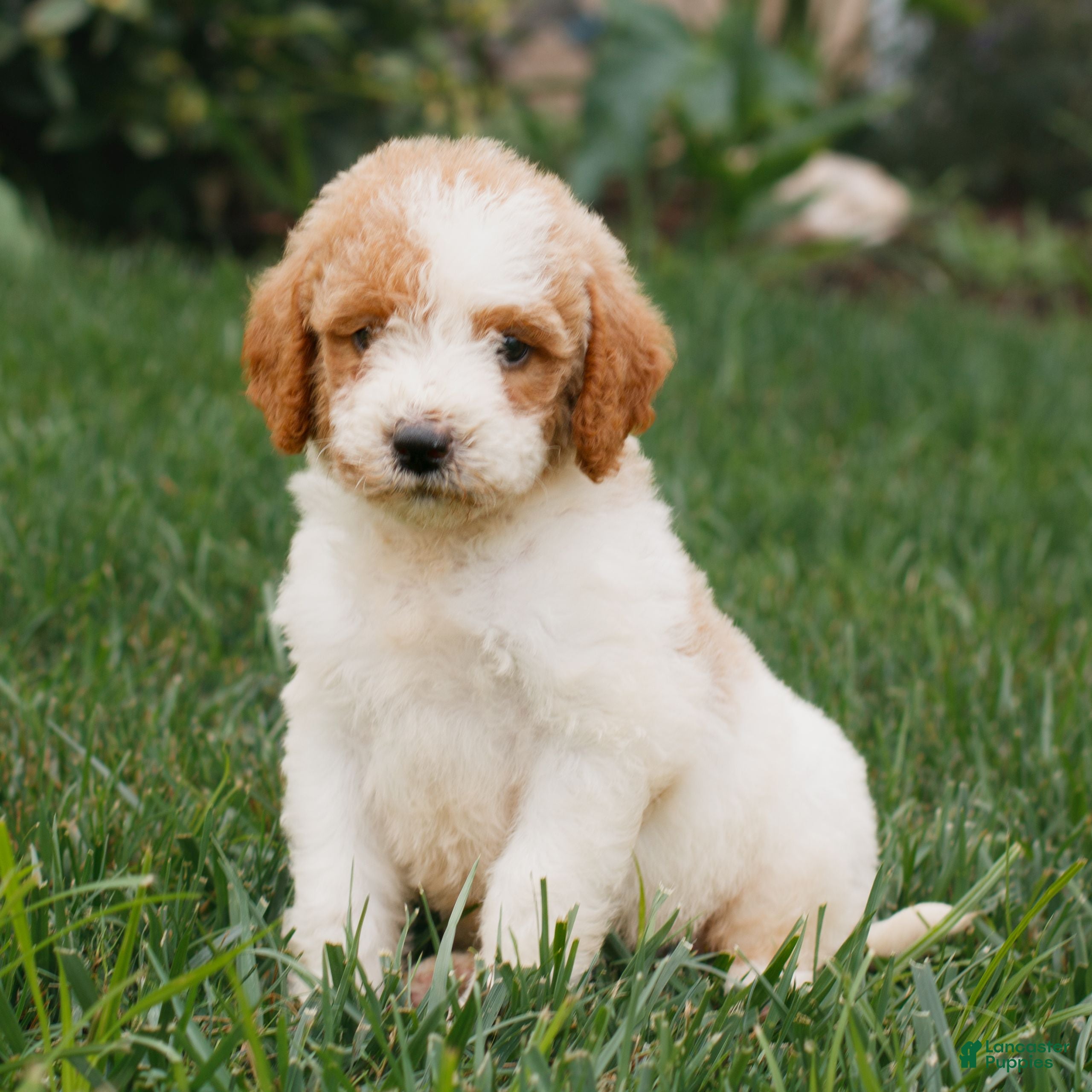 Miniature Labradoodle dogs Fern  - Ad 1