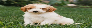 Fern 