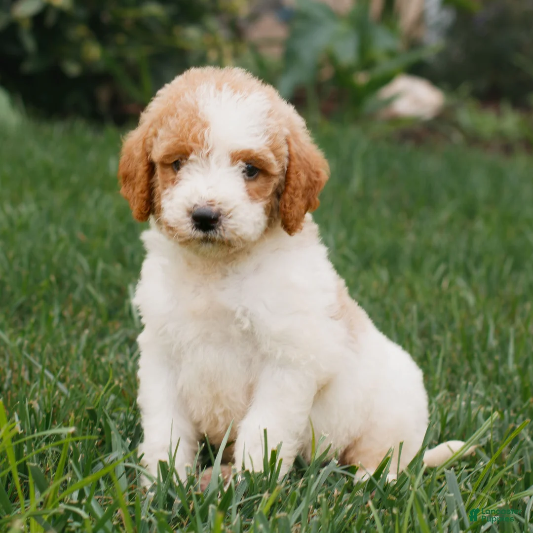 Miniature Labradoodle dogs for sale: Fern  - Ad 1