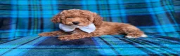 Cockapoo dogs for sale: Rags - Ad 6