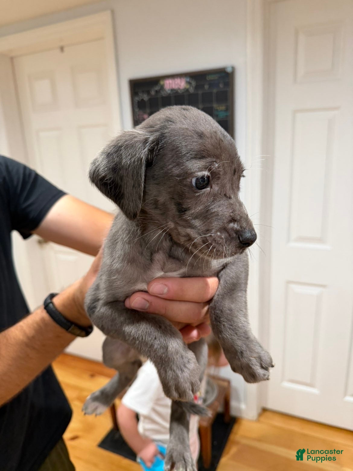Mixed Breed dogs Blue - Ad 13