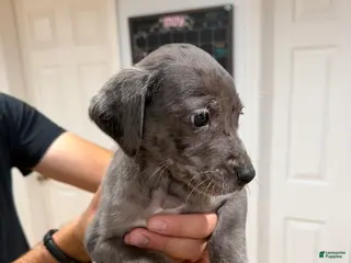 Mixed Breed dogs Blue - Ad 13