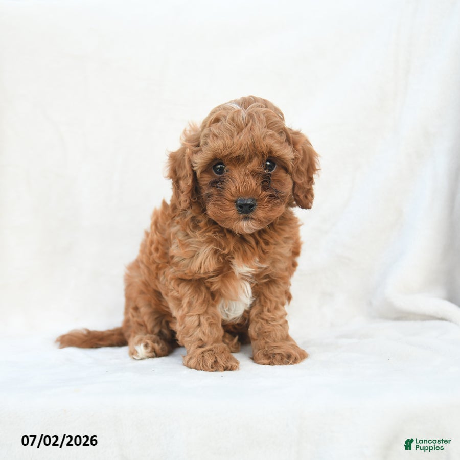 Cavapoo dogs Hickory - Ad 1