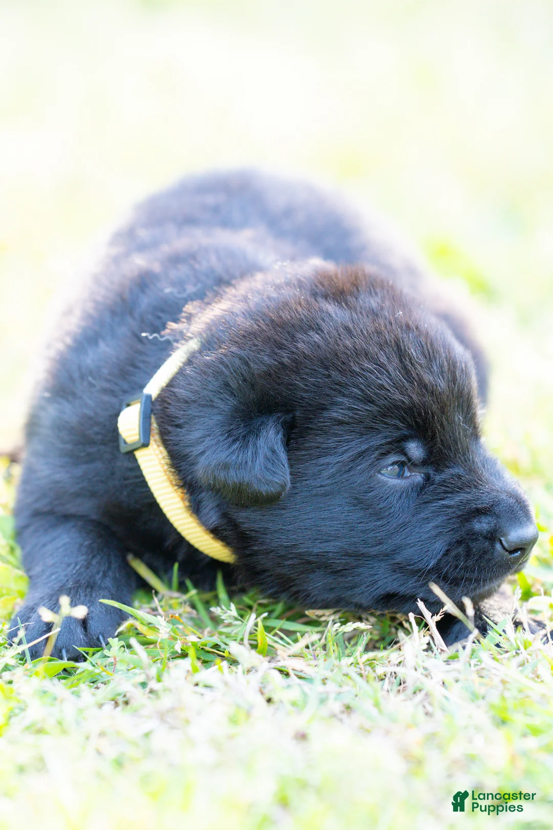 German Shepherd dogs for sale: German Shepherd Puppy 4 - Ad 1