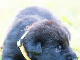 German Shepherd dogs German Shepherd Puppy 4 - Ad 19