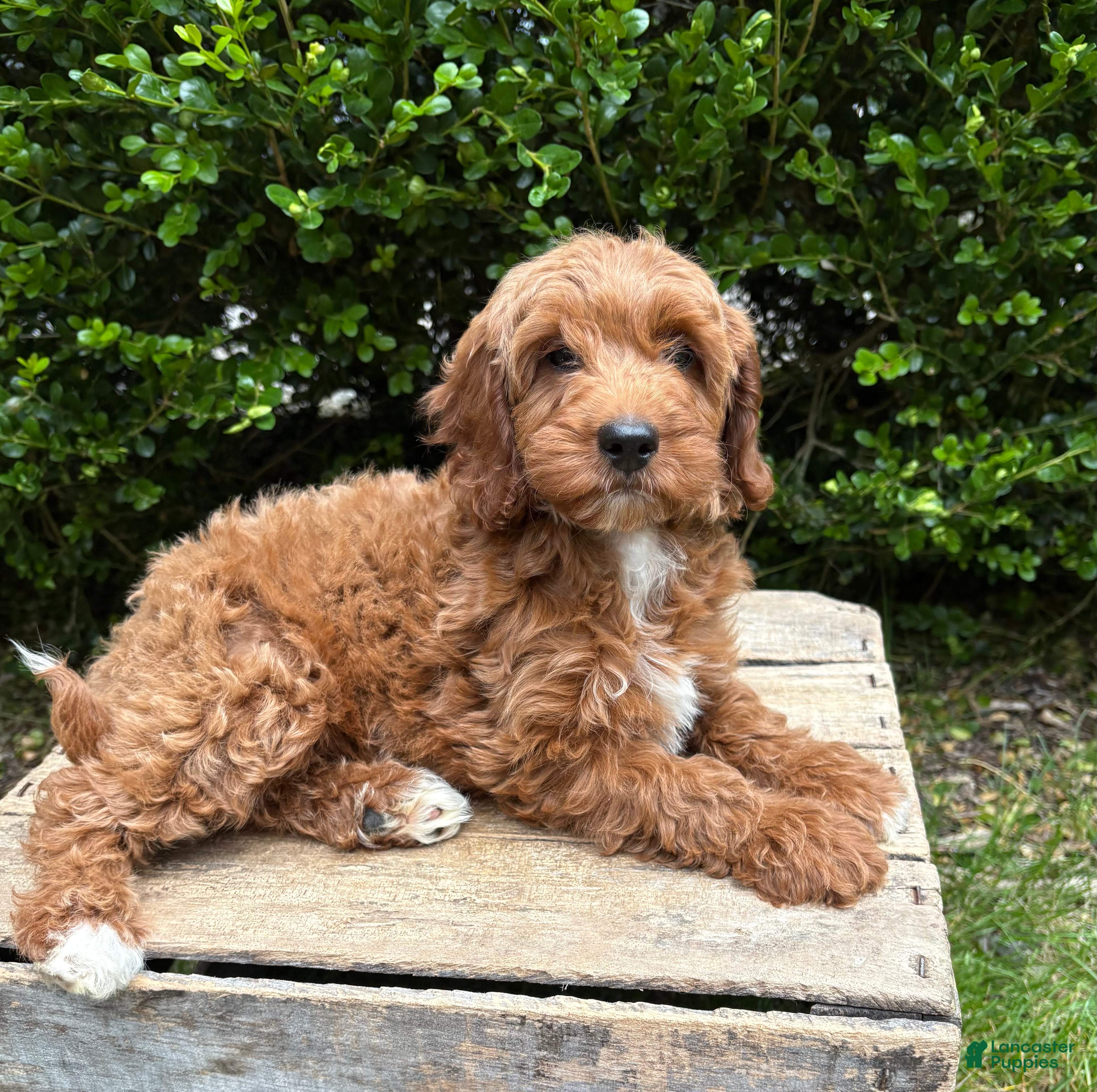 Goldendoodle dogs Allie - Ad 1