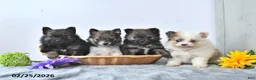 Pomeranian dogs for sale: Tinker - Ad 5
