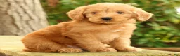Mini Goldendoodle dogs for sale: Mason - Ad 4
