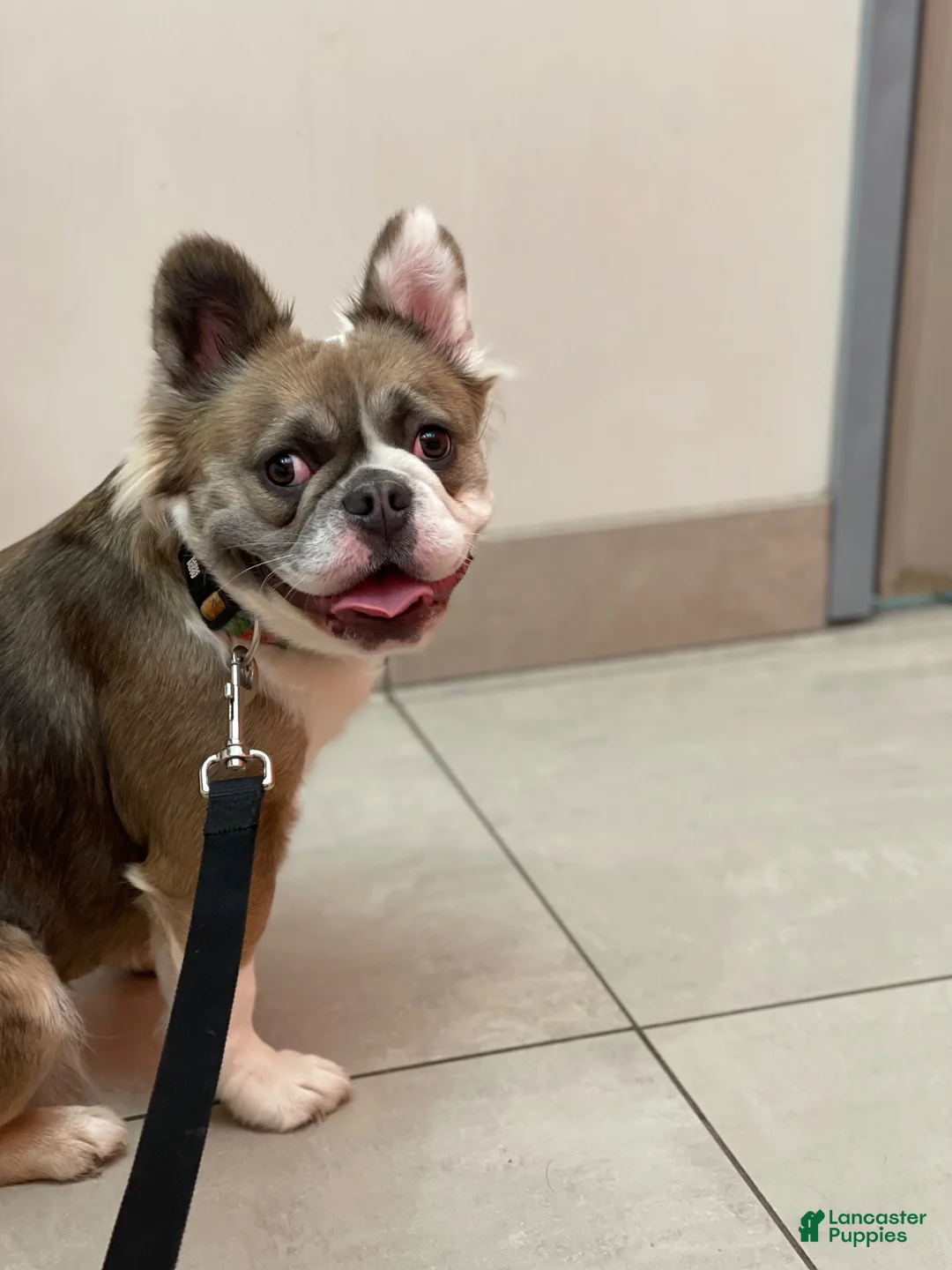 French Bulldog dogs for sale: French Bulldog 3 - Ad 4