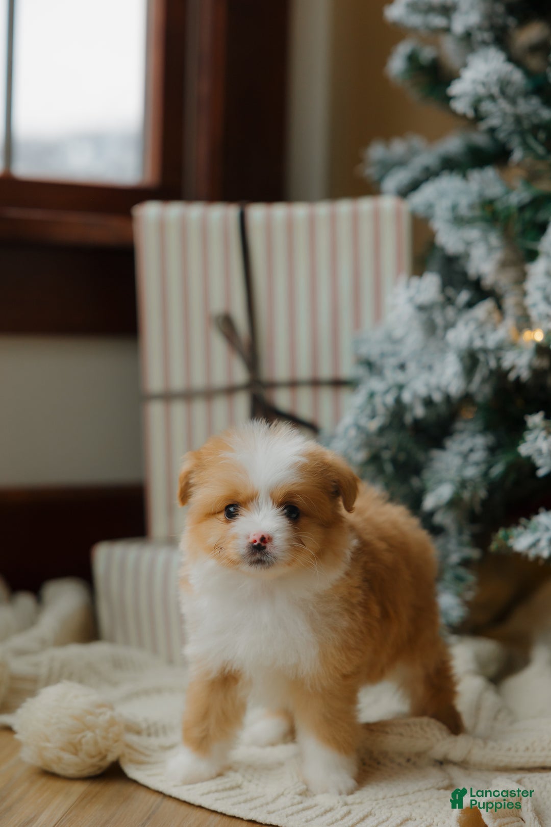 Mixed Breed dogs for sale: Honey Bear  - Ad 2