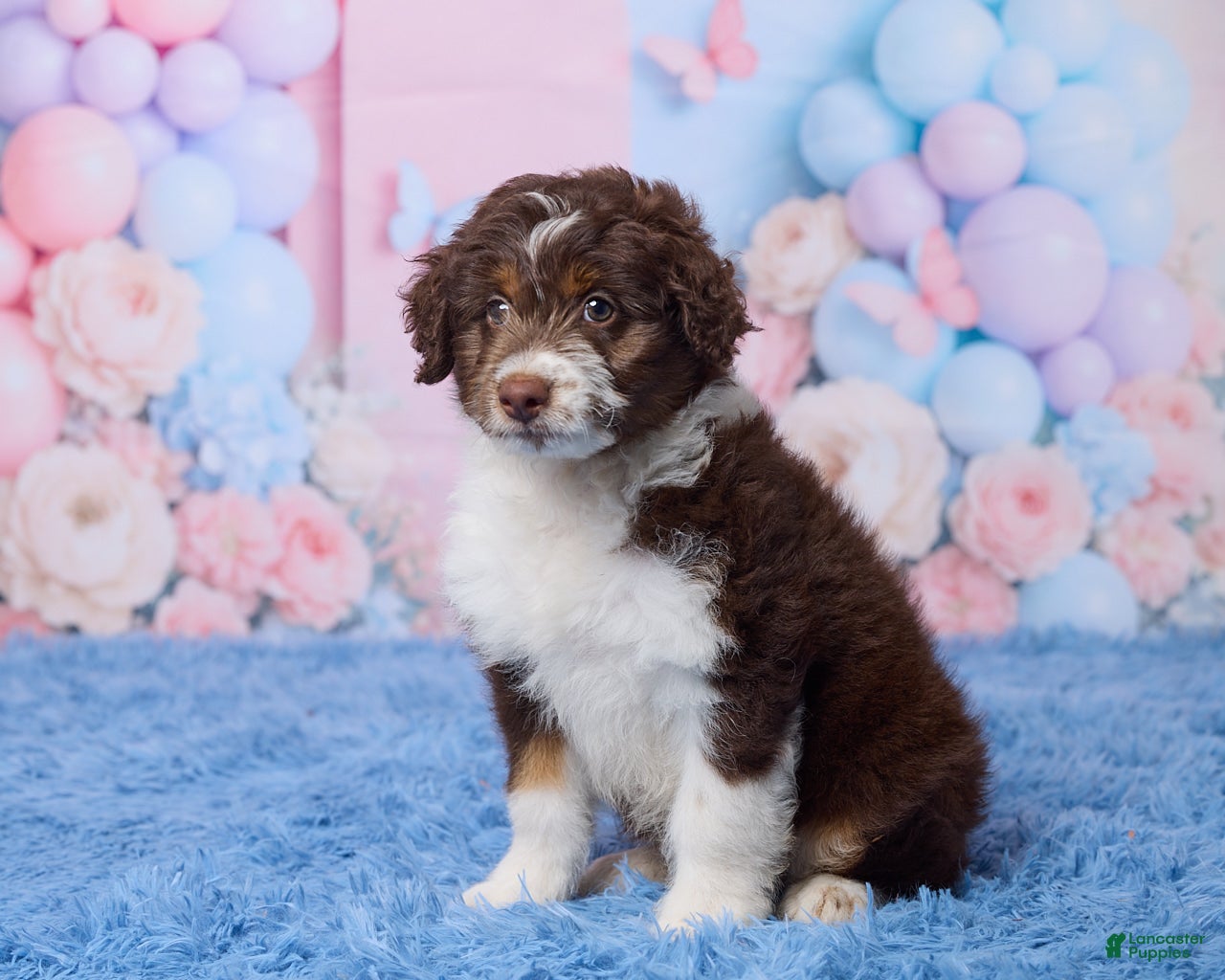 Aussiedoodle dogs Casper - Ad 2