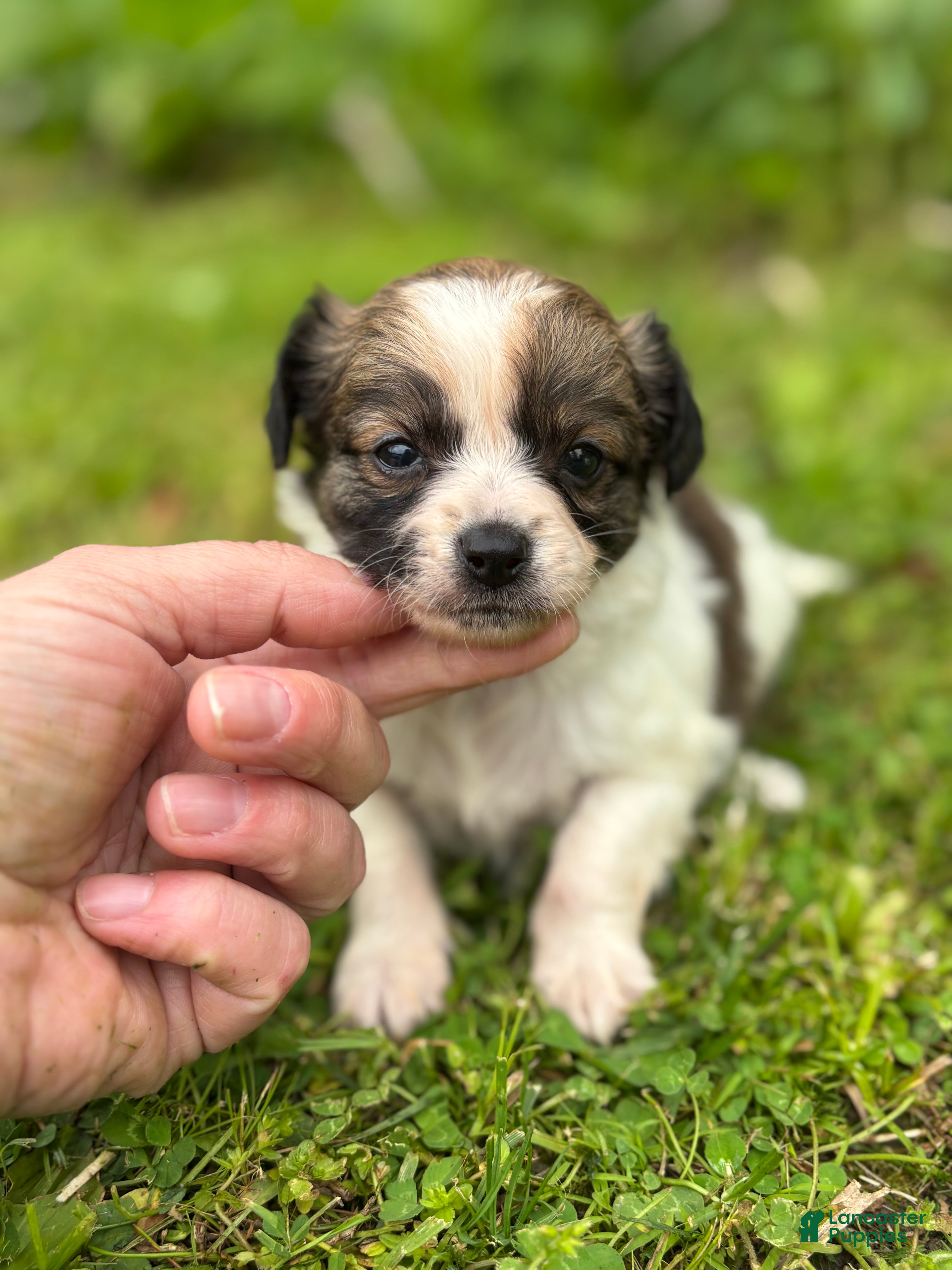 Chihuahua dogs Denice - Ad 1