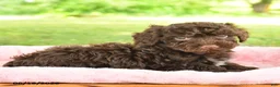 Toy Poodle dogs for sale: Archie - Ad 4