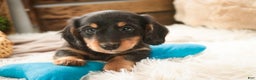 Miniature Dachshund dogs for sale: Cocoa - Ad 5