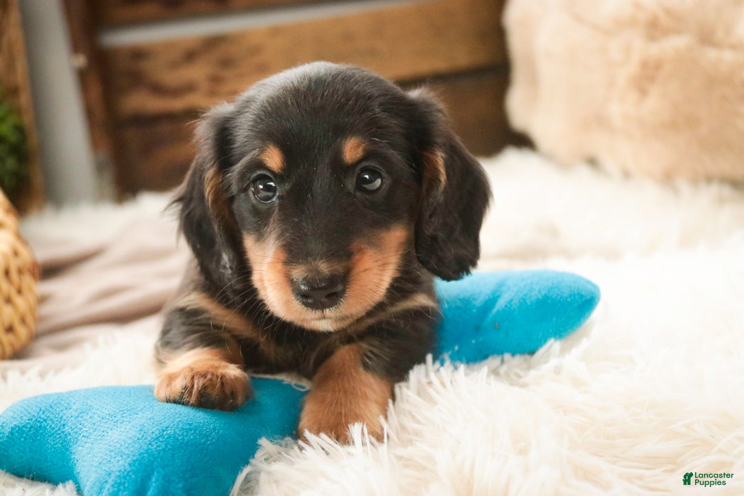 Miniature Dachshund dogs for sale: Cocoa - Ad 5