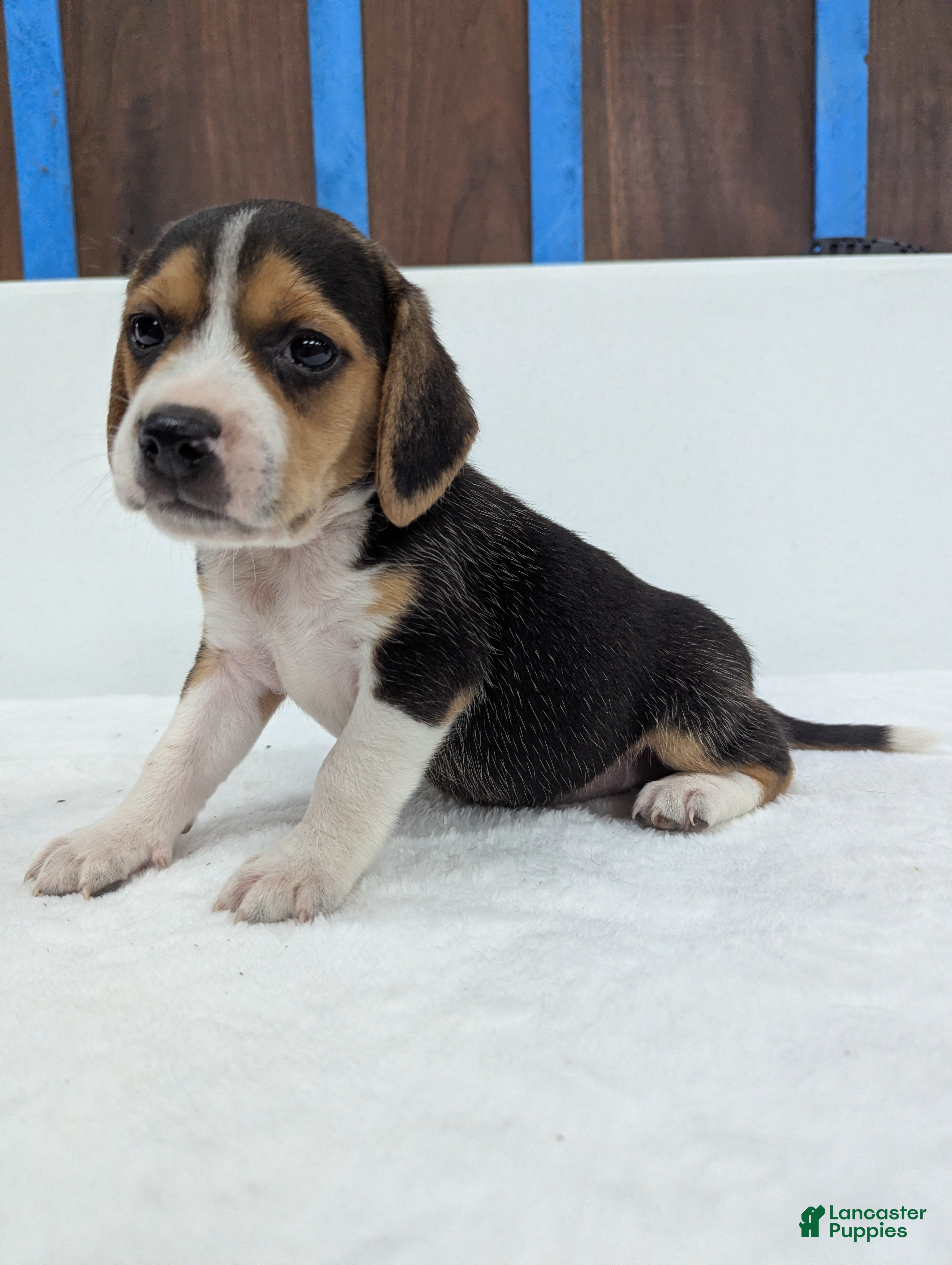 Beagle dogs Rangler - Ad 36