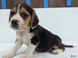 Beagle dogs Rangler - Ad 22