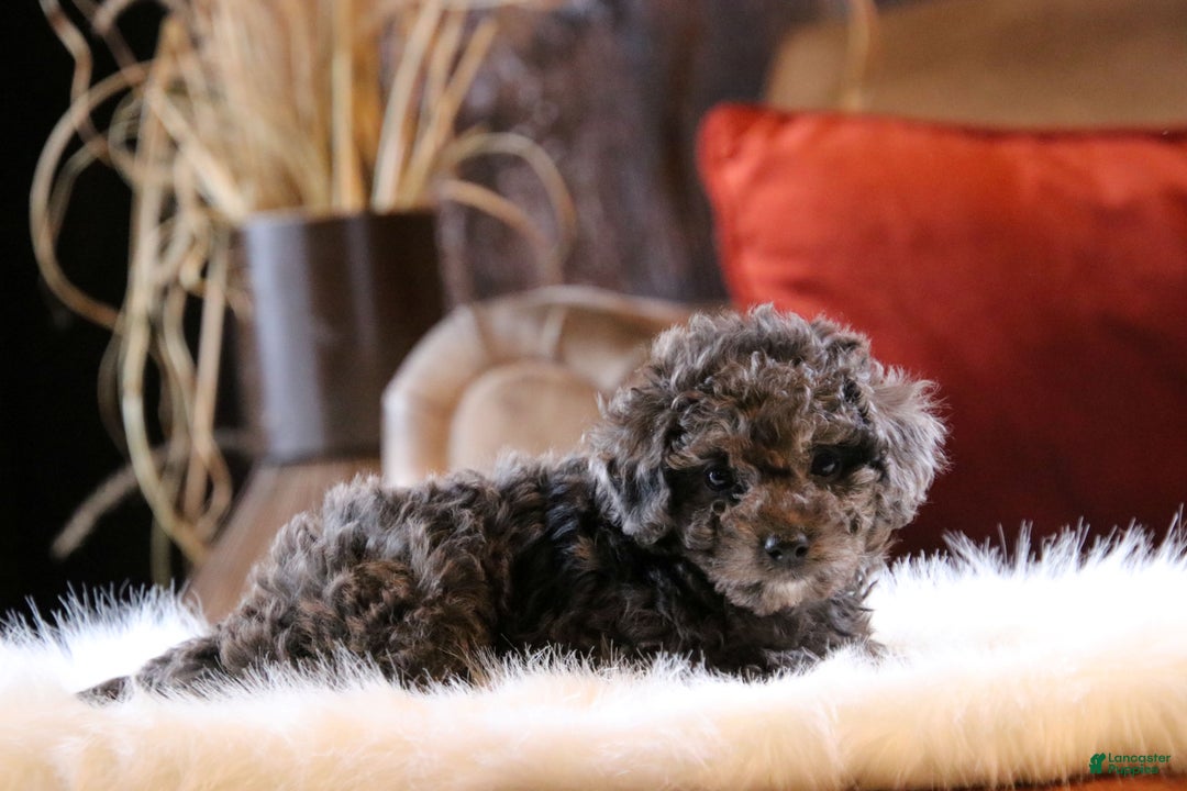 Mixed Breed dogs for sale: Eclipse - Ad 6