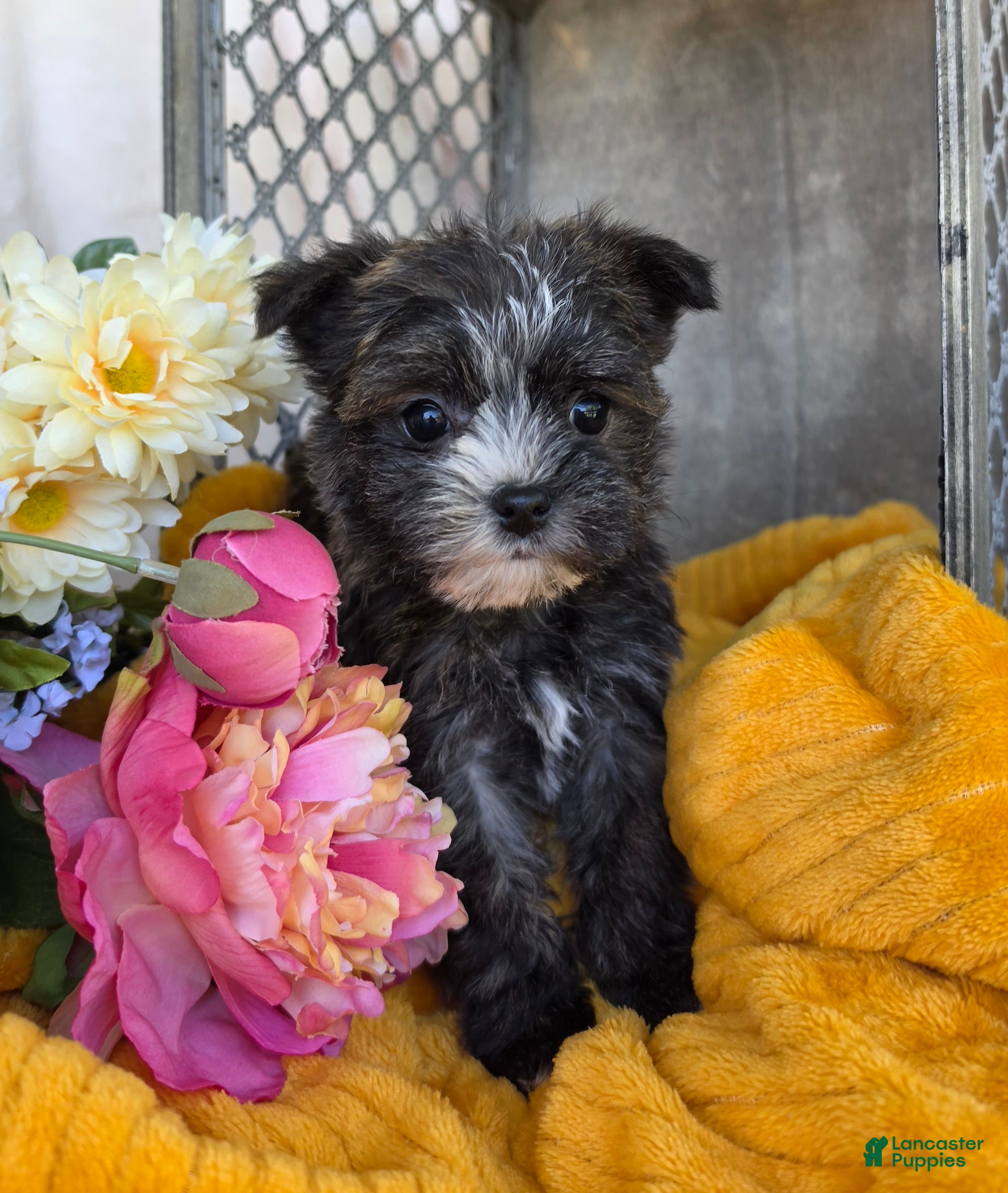 Morkie dogs Stella - Ad 2