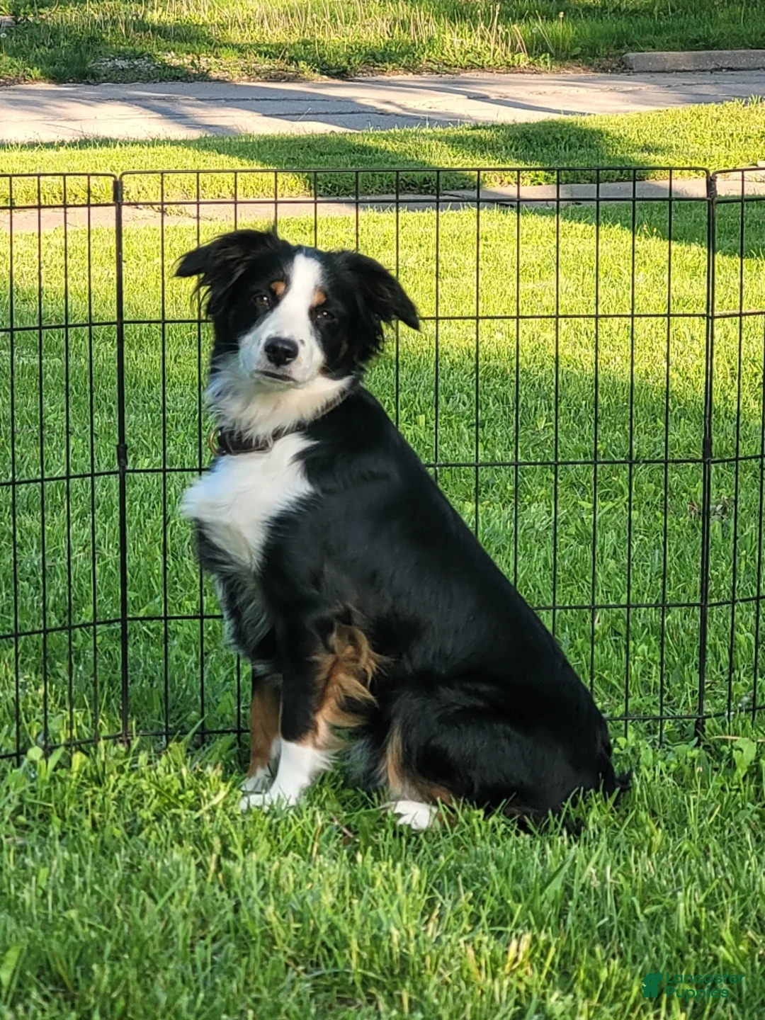 Miniature Australian Shepherd dogs for sale: Miniature Australian Shepherd Puppy 6 - Ad 2