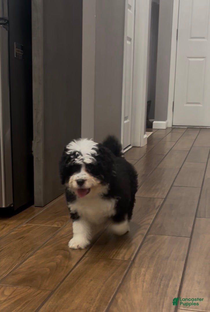 Mini Bernedoodle dogs Kahlua - Ad 2