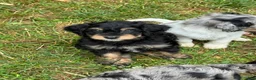 Mini Bernedoodle dogs for sale: Finnick - Ad 5
