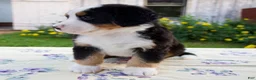 Bernese Mountain Dog dogs for sale: Sara Beth - Ad 5