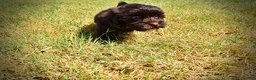Havapoo dogs for sale: Kricket - Ad 17