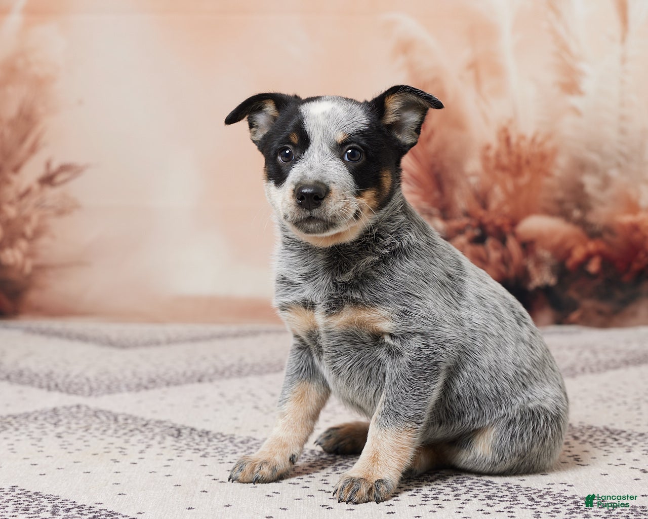 Australian Cattle Dog Amstaff Chow Mix Pitbull Chow American