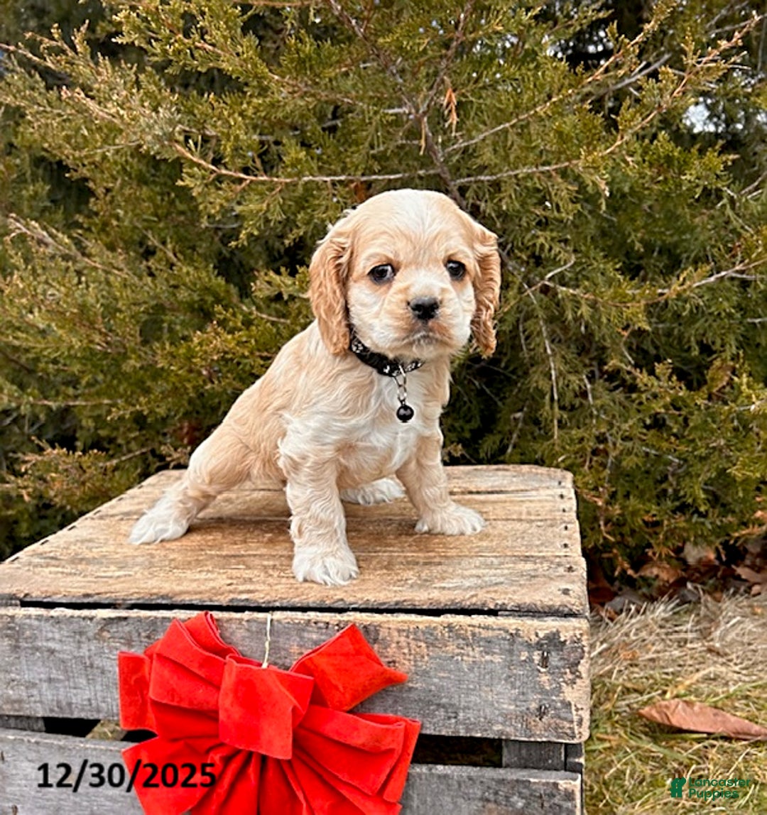 Cocker Spaniel dogs for sale: Zander - Ad 2