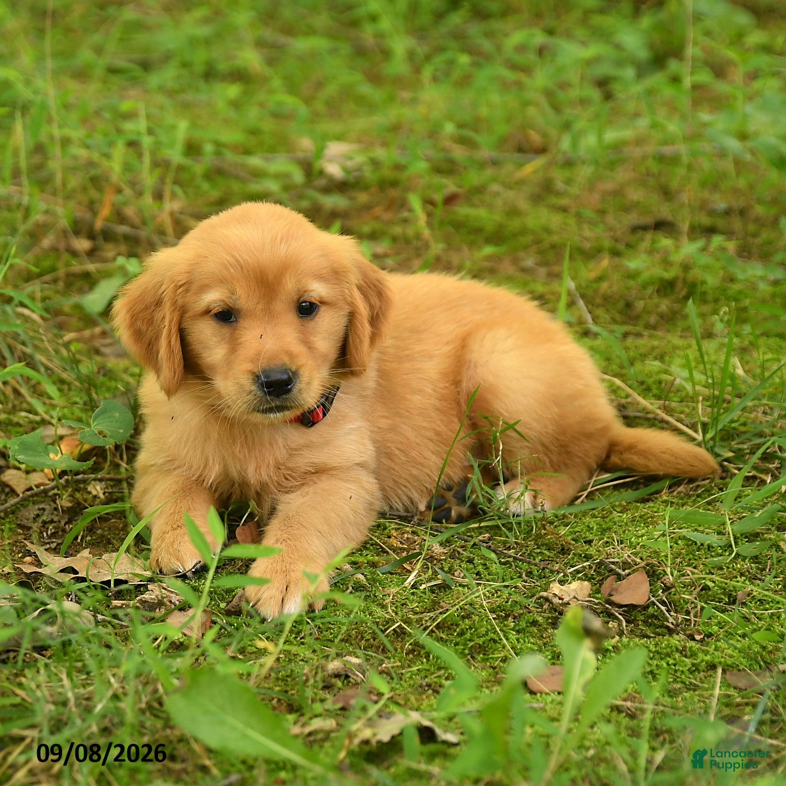 Golden Retriever dogs Dhanna - Ad 2