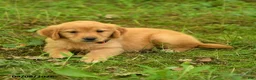 Golden Retriever dogs for sale: Dhanna - Ad 2