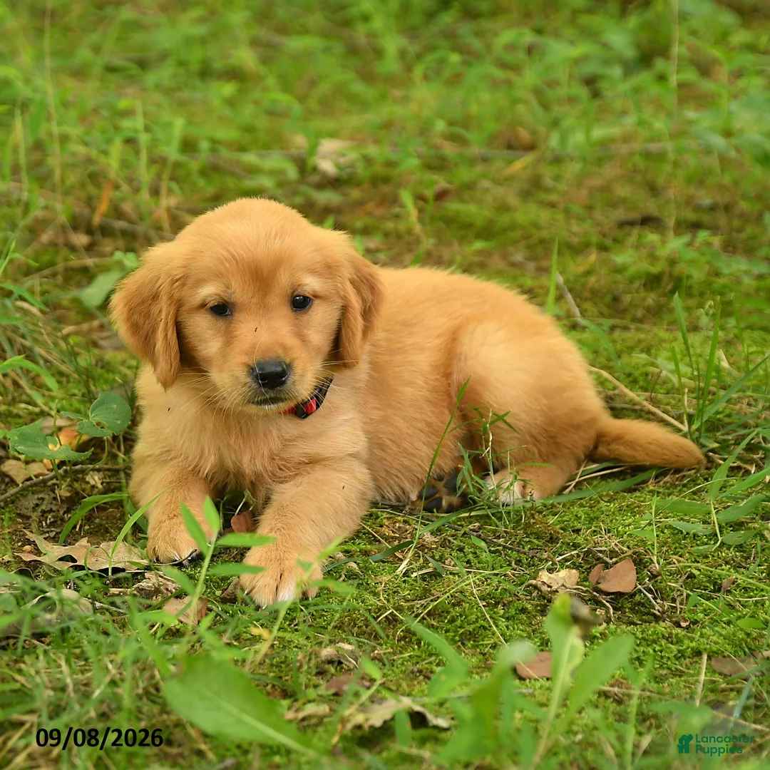 Golden Retriever dogs for sale: Dhanna - Ad 2