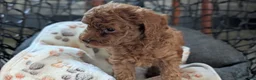 Toy Poodle dogs for sale: Waneta - Ad 5