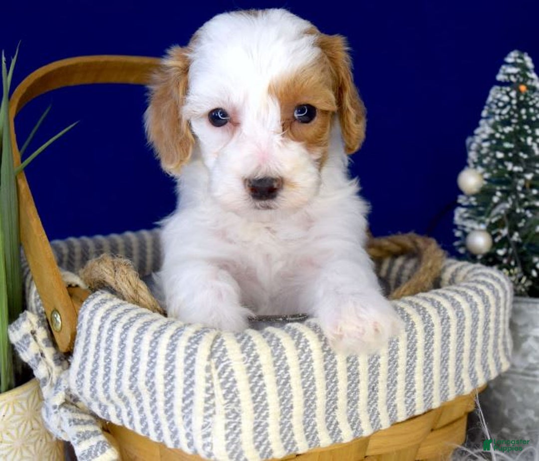 Gallery Image {{count}}