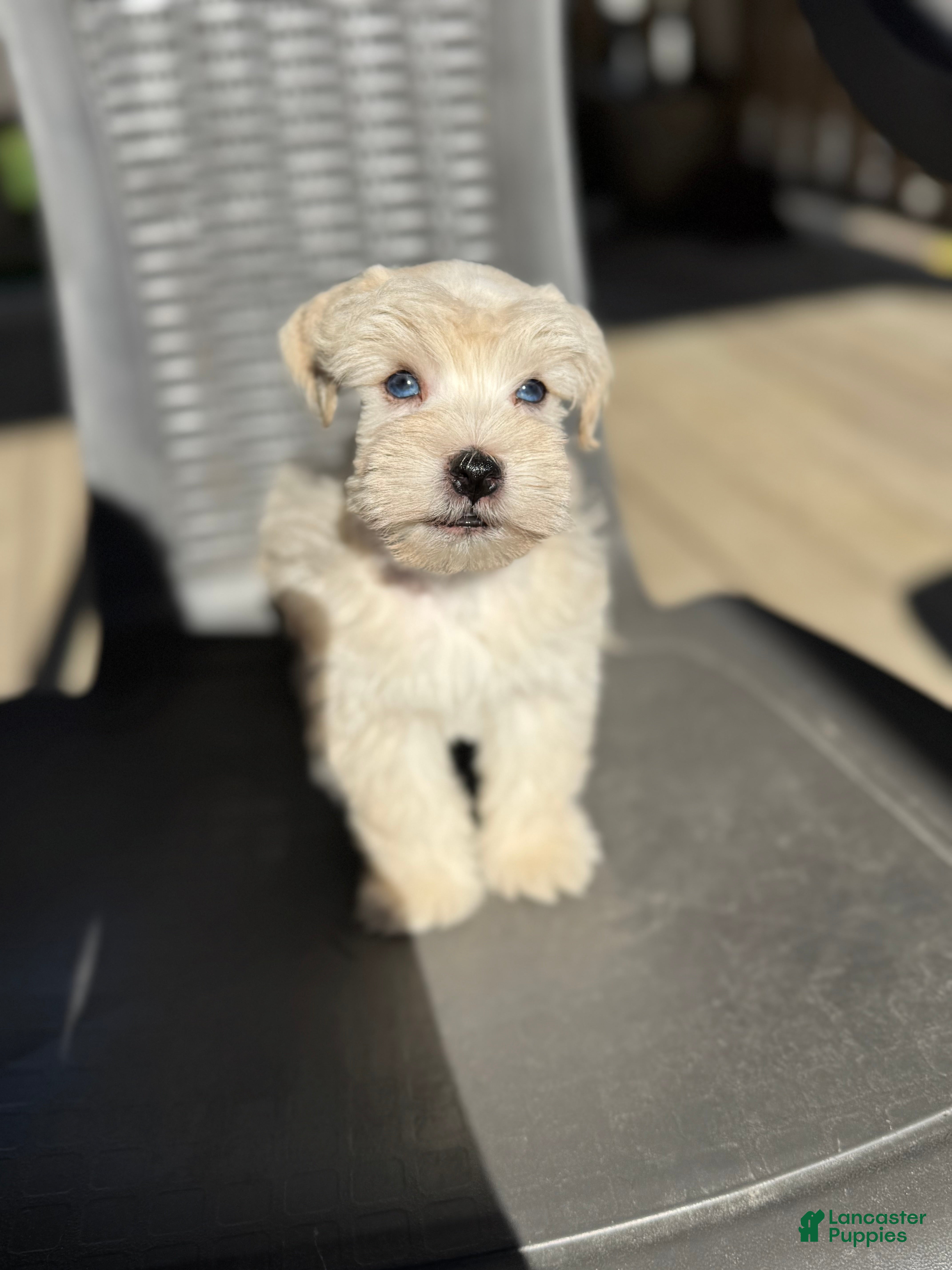 Miniature Schnauzer dogs Mr Sleet - Ad 1