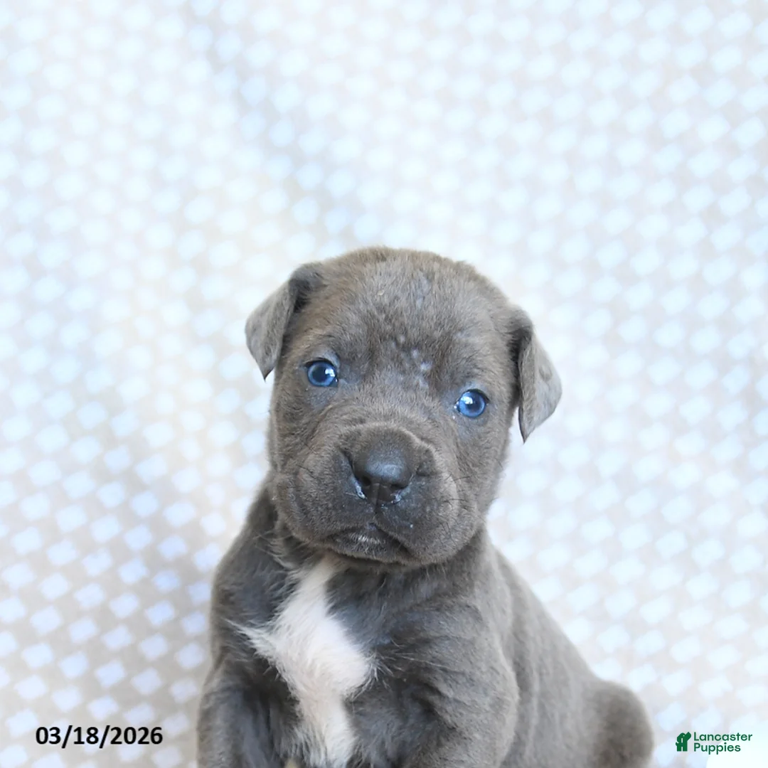 Cane Corso dogs for sale: Cody - Ad 5