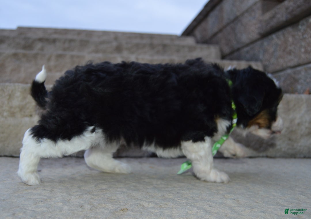 Mini Aussiedoodle dogs for sale: Mini Arlo - Ad 4