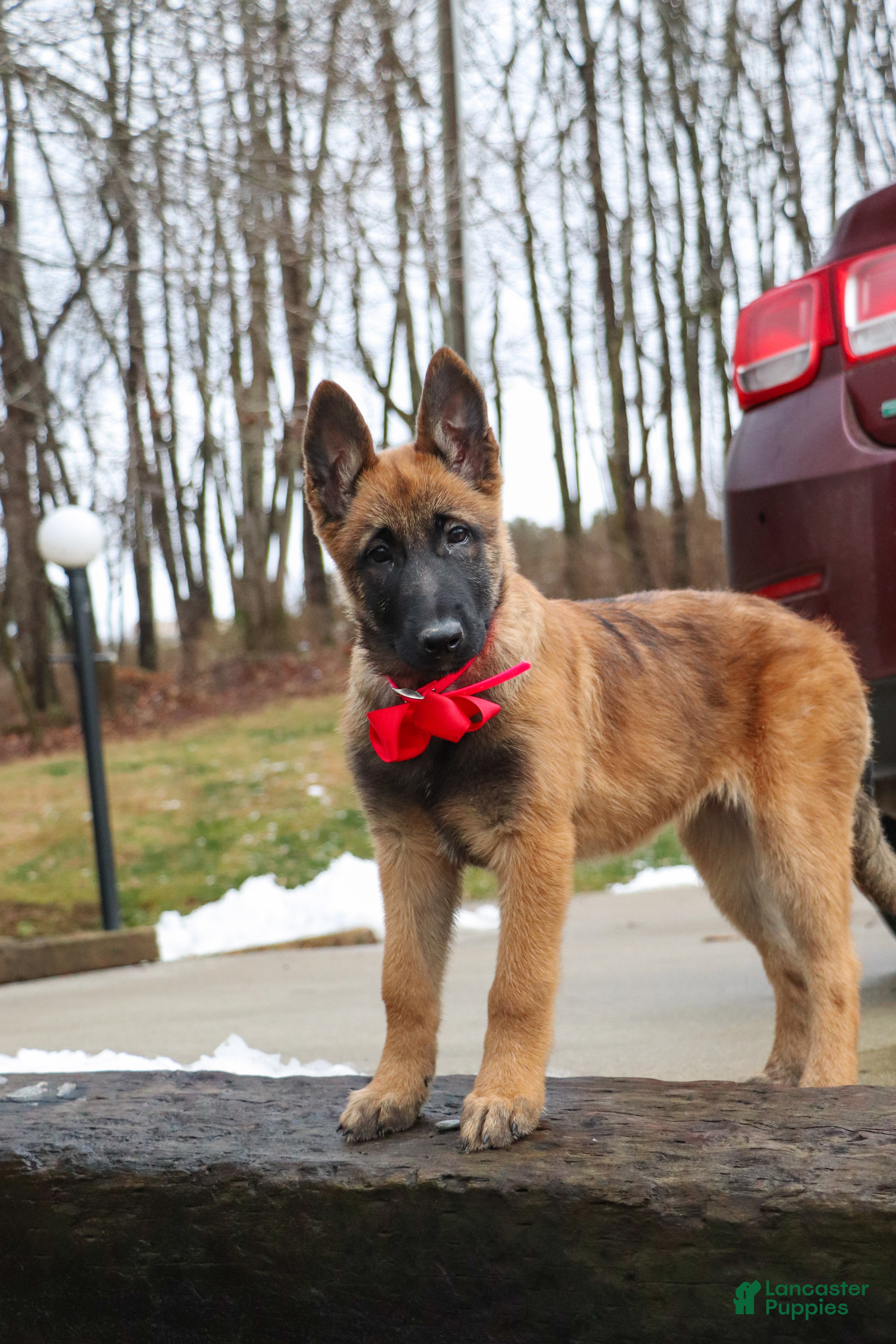 Belgian Malinois dogs Angel - Ad 1