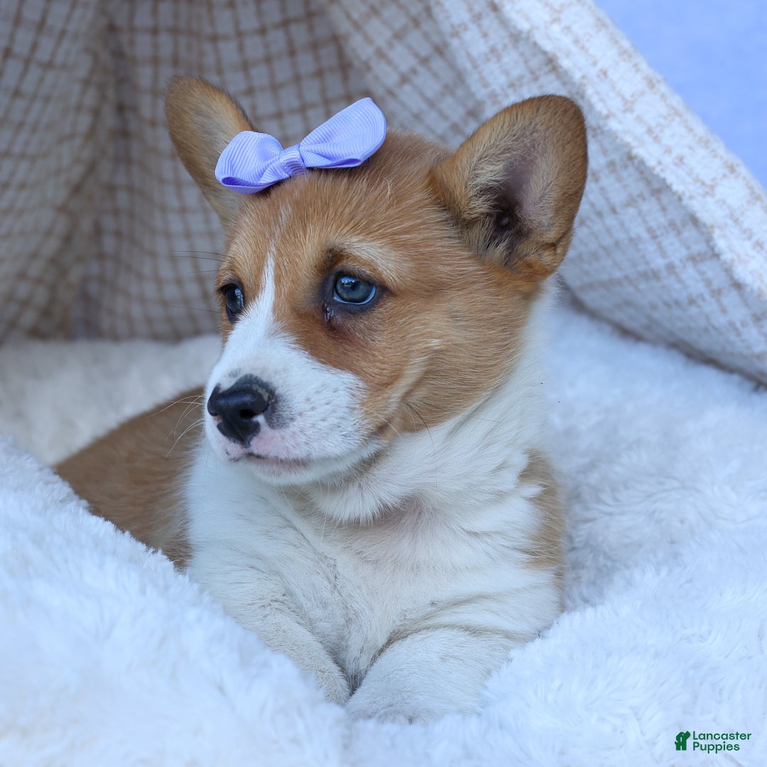 Welsh Corgi Pembroke dogs for sale: Tilly - Ad 11