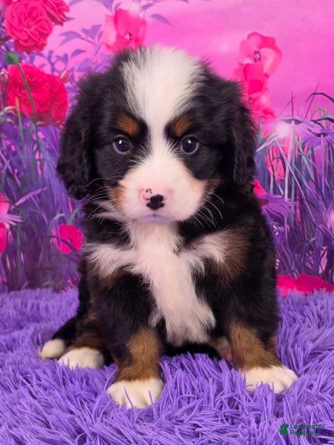 Miniature Bernese Mountain Dog dogs Liam - Ad 6