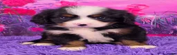 Miniature Bernese Mountain Dog dogs for sale: Liam - Ad 1